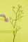 RackBuddy Blossom Joey, væghængt tøjstativ i gul og lilla dekoreret med blomst